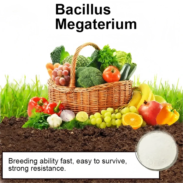 Bacillus Amyloliquefaciens
