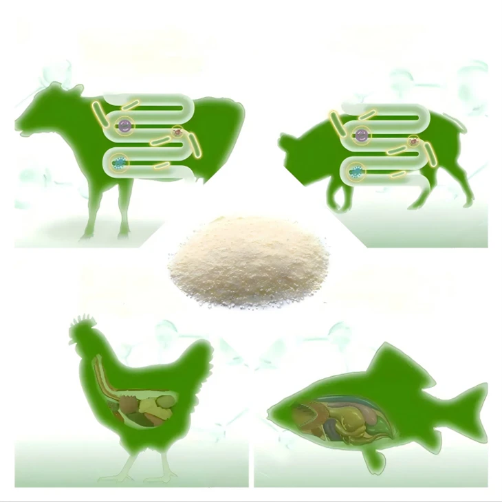 Lactic Acid Yeast Source